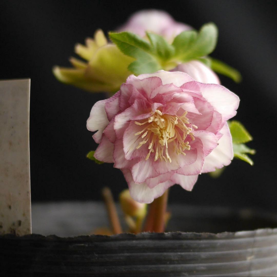 1083 多弁ピンクゴールド クリスマスローズ　開花株