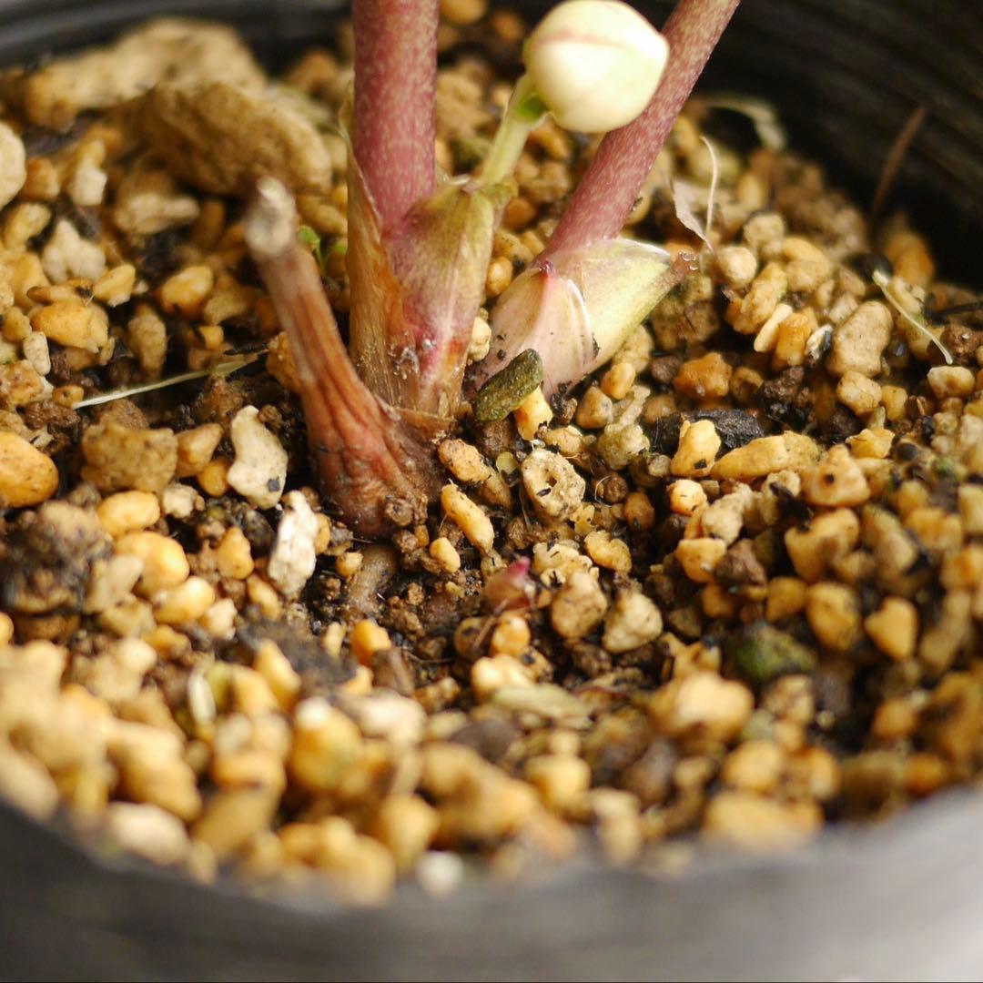 1083 多弁ピンクゴールド クリスマスローズ　開花株