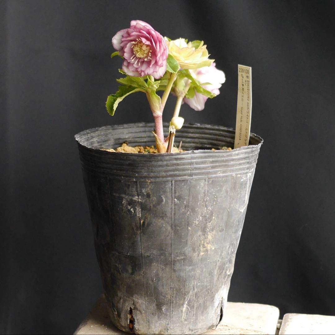 1083 多弁ピンクゴールド クリスマスローズ　開花株