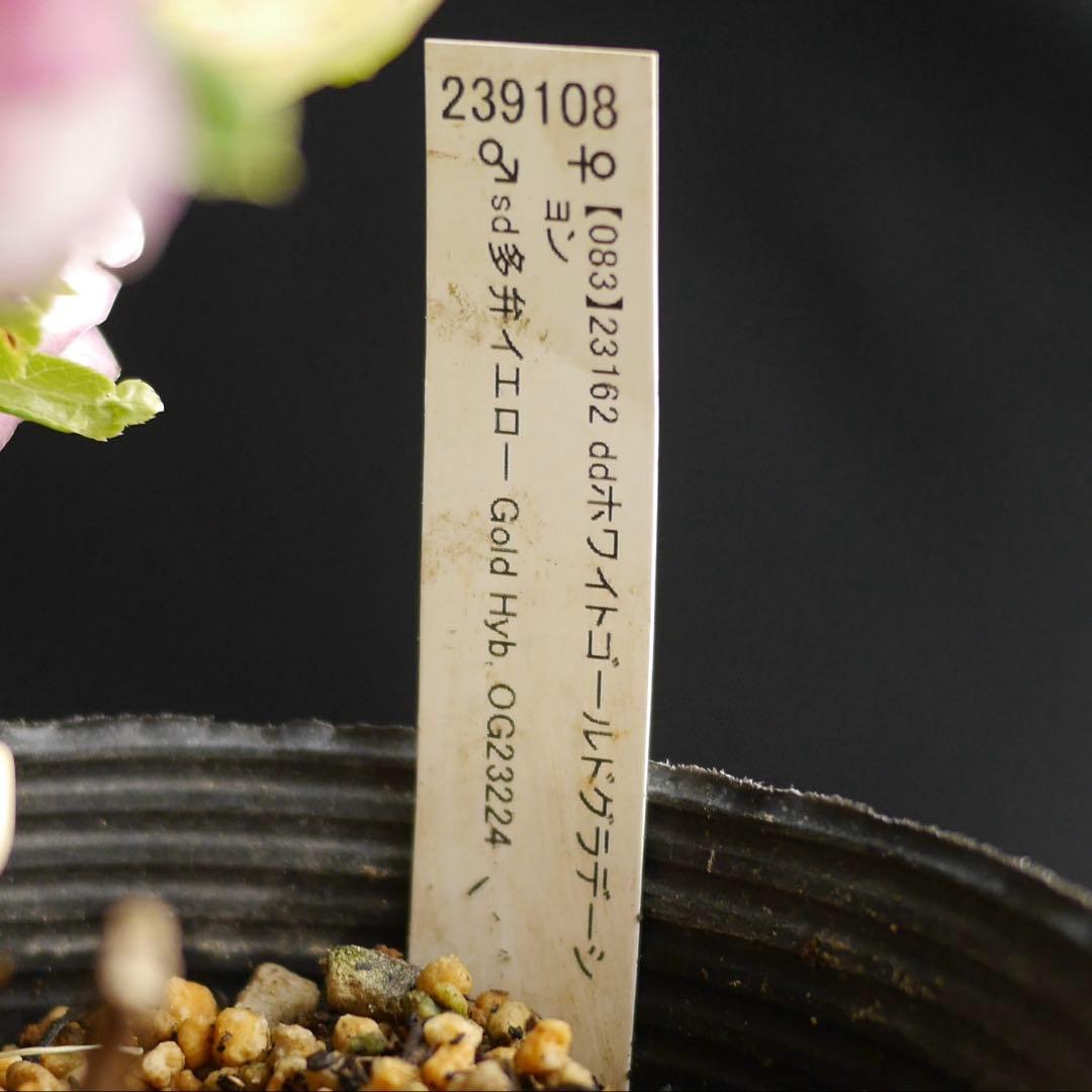 1083 多弁ピンクゴールド クリスマスローズ　開花株