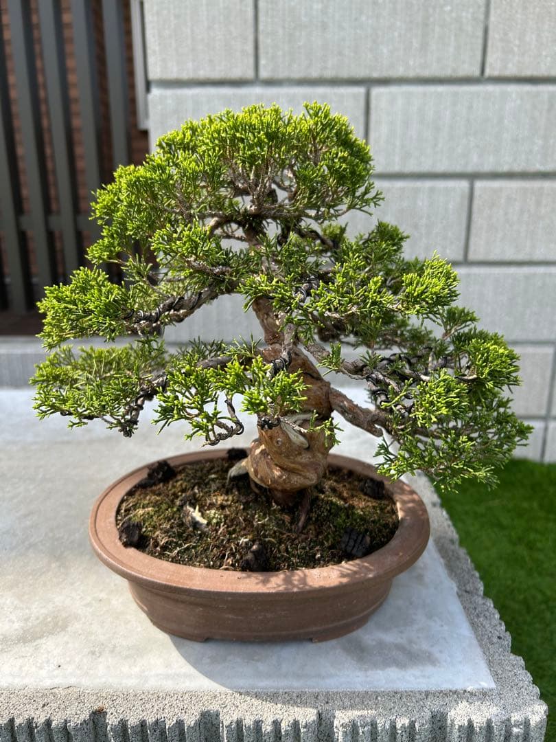 糸魚川真柏 盆栽