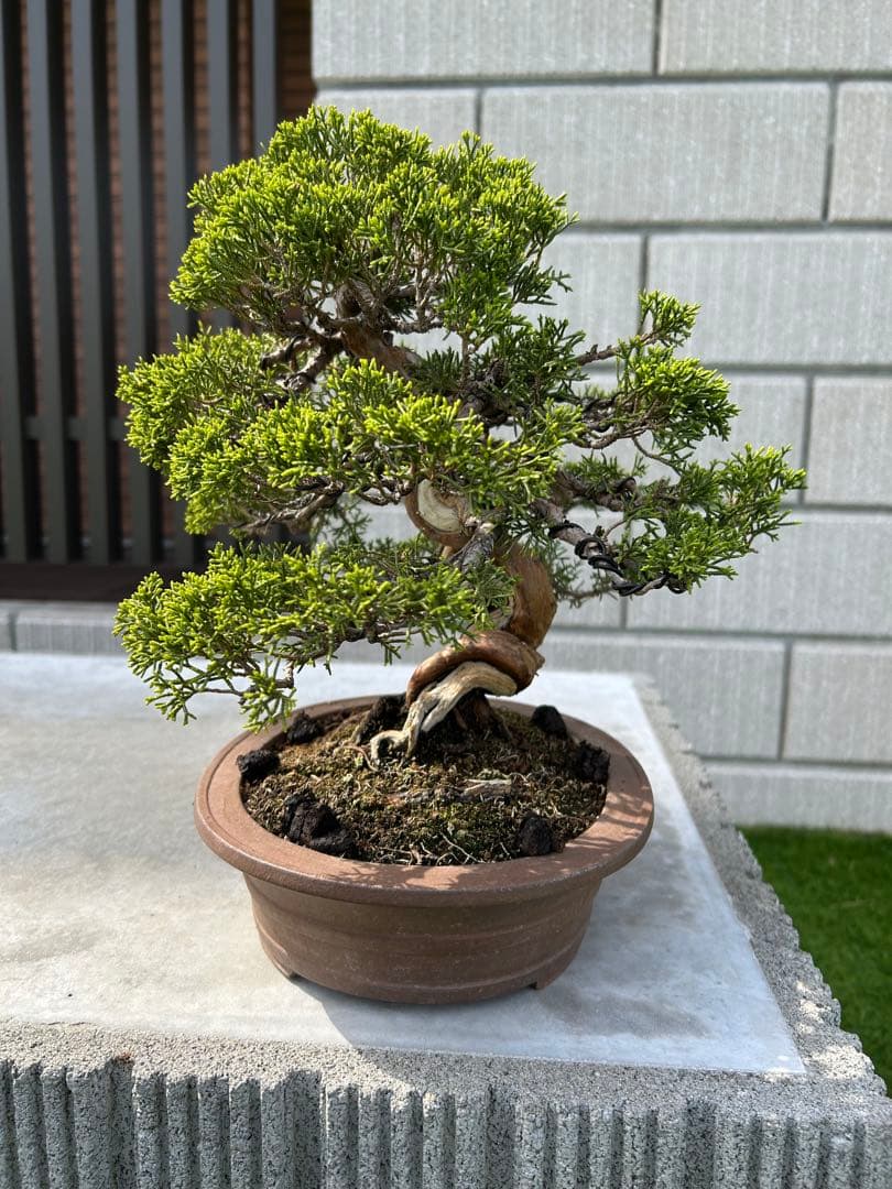 糸魚川真柏 盆栽