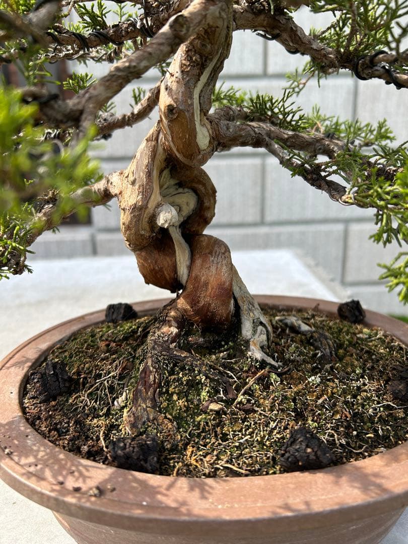 糸魚川真柏 盆栽