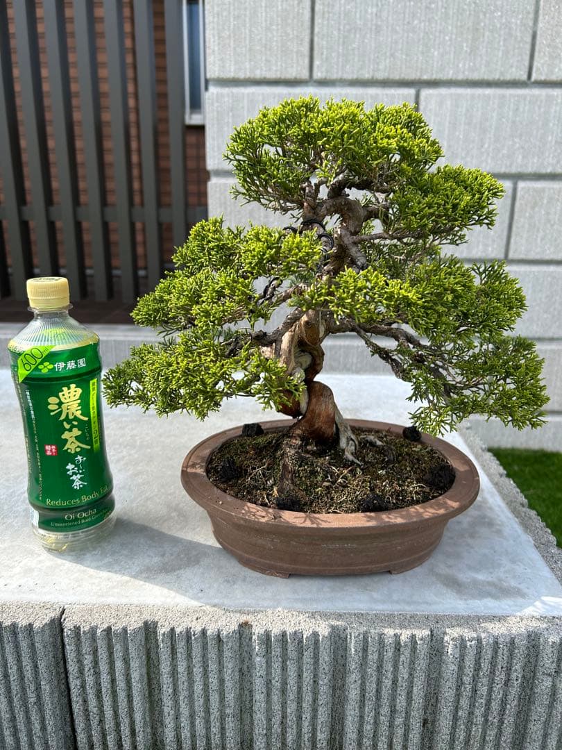 糸魚川真柏 盆栽