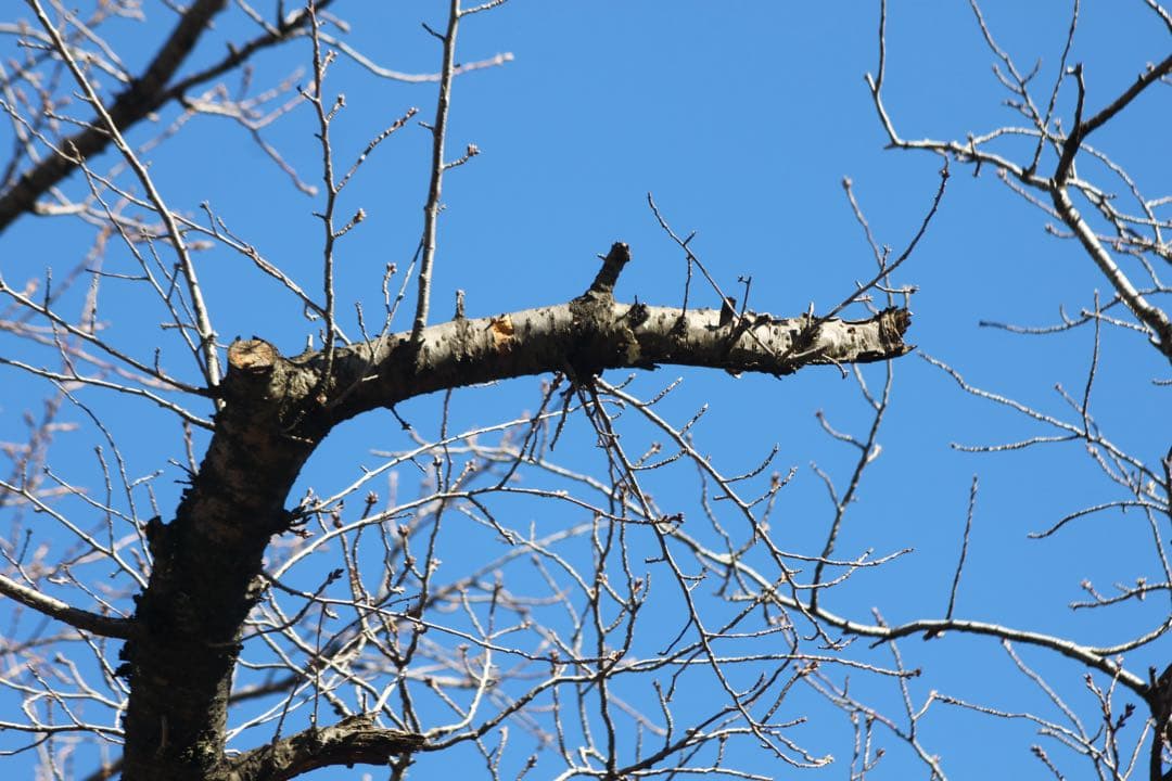 CANON KISS x3 少難あり