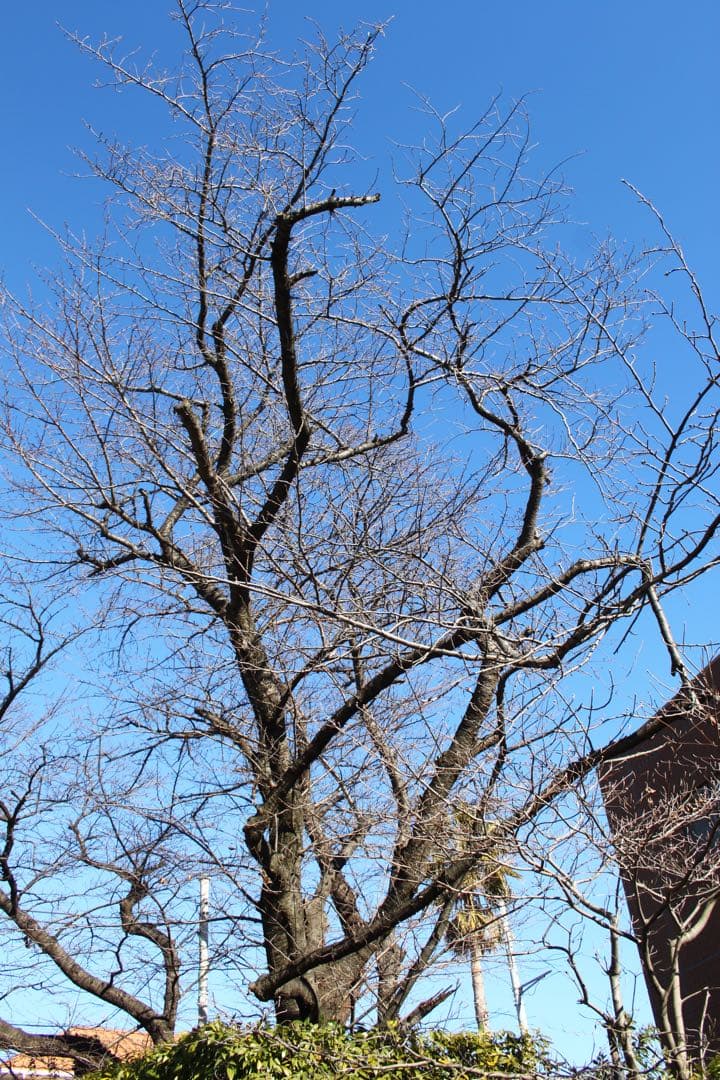 CANON KISS x3 少難あり