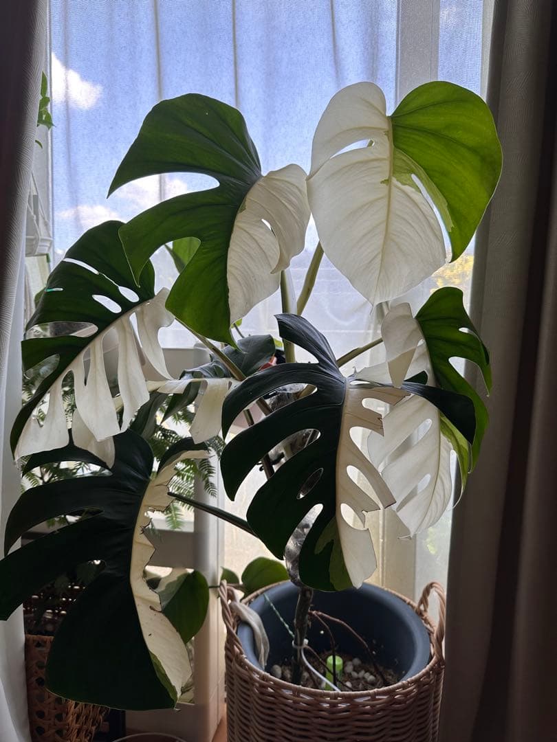 斑入りモンステラ　発根済み　トップカット