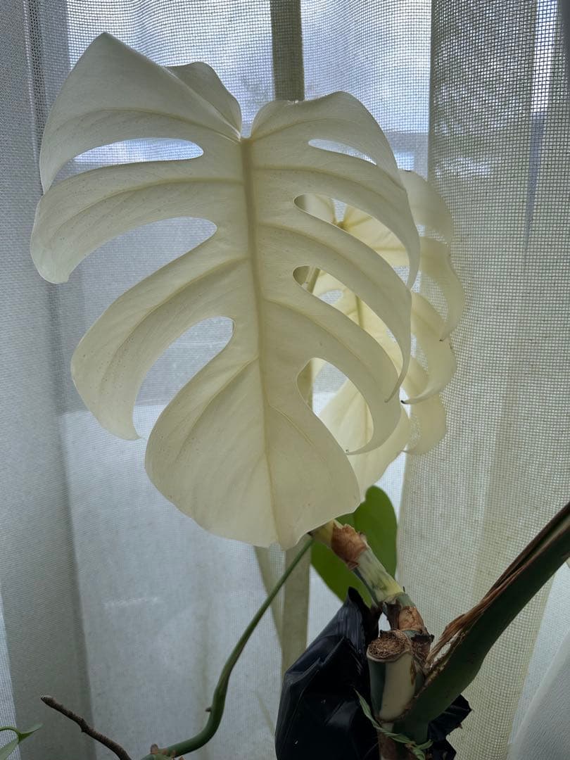 斑入りモンステラ　発根済み　トップカット