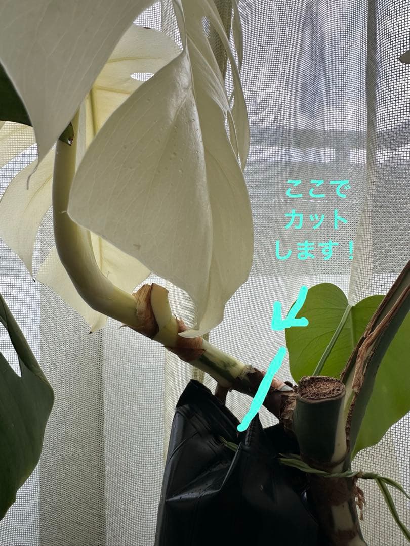 斑入りモンステラ　発根済み　トップカット