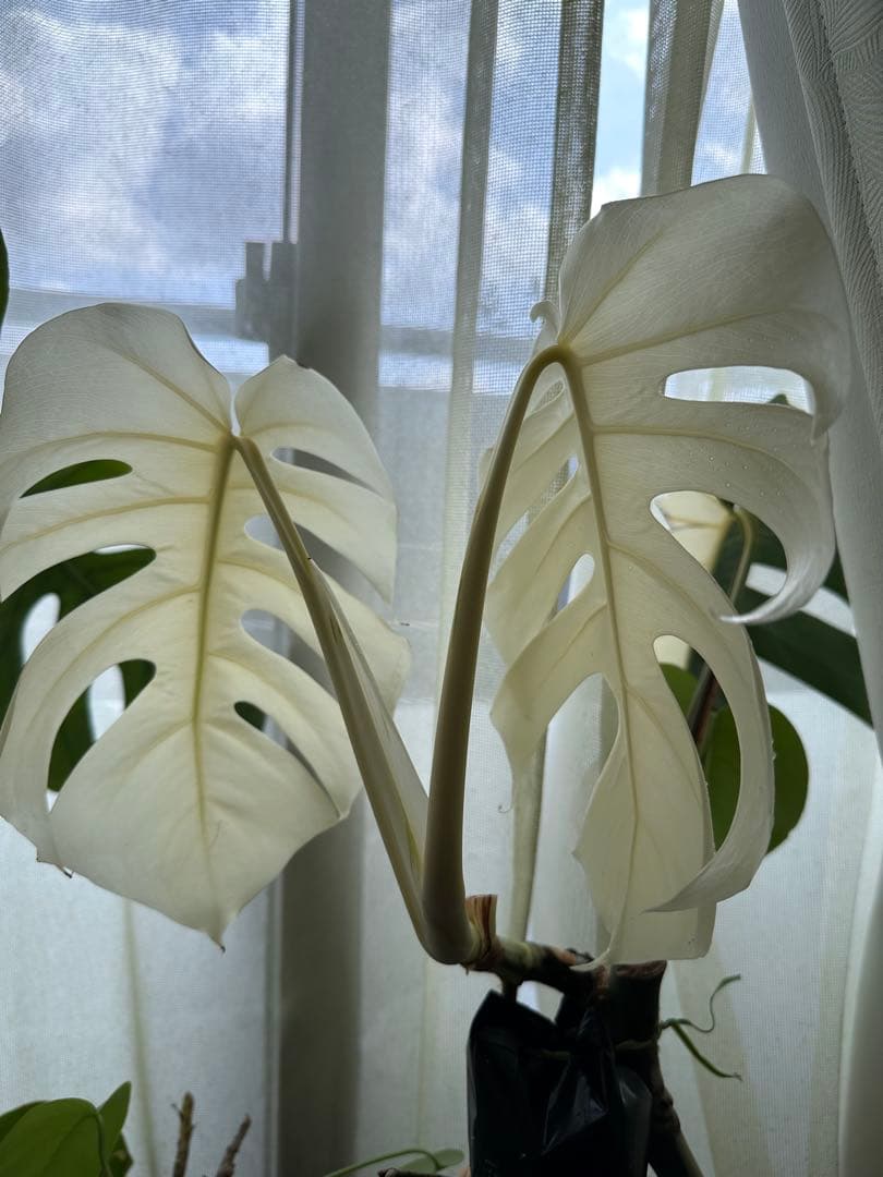 斑入りモンステラ　発根済み　トップカット