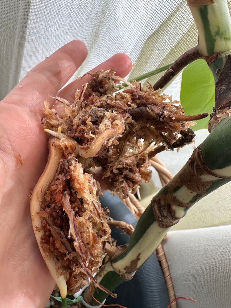 斑入りモンステラ　発根済み　トップカット