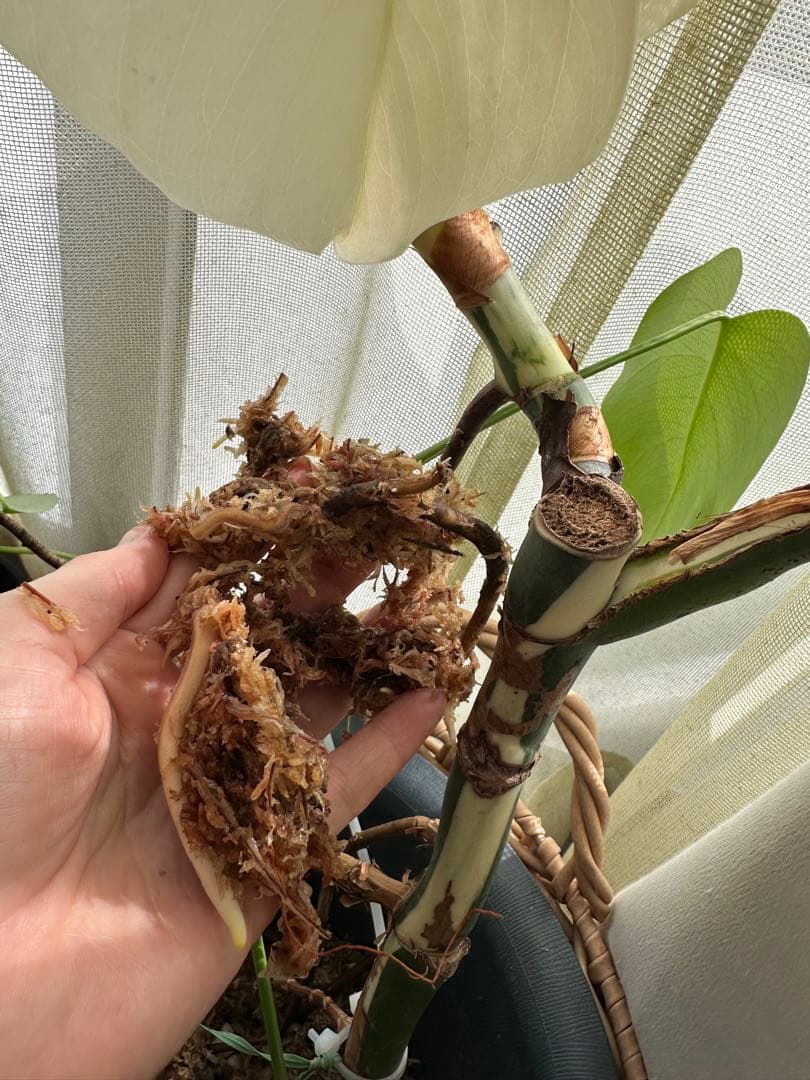 斑入りモンステラ　発根済み　トップカット