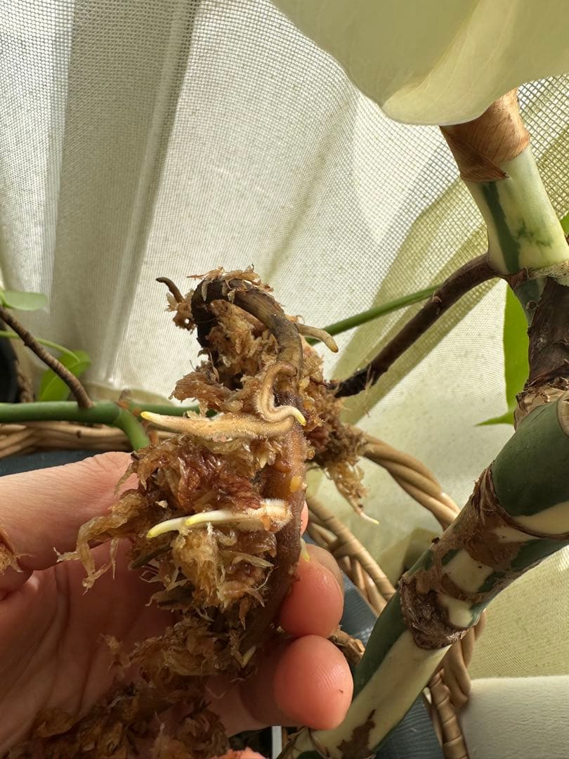 斑入りモンステラ　発根済み　トップカット