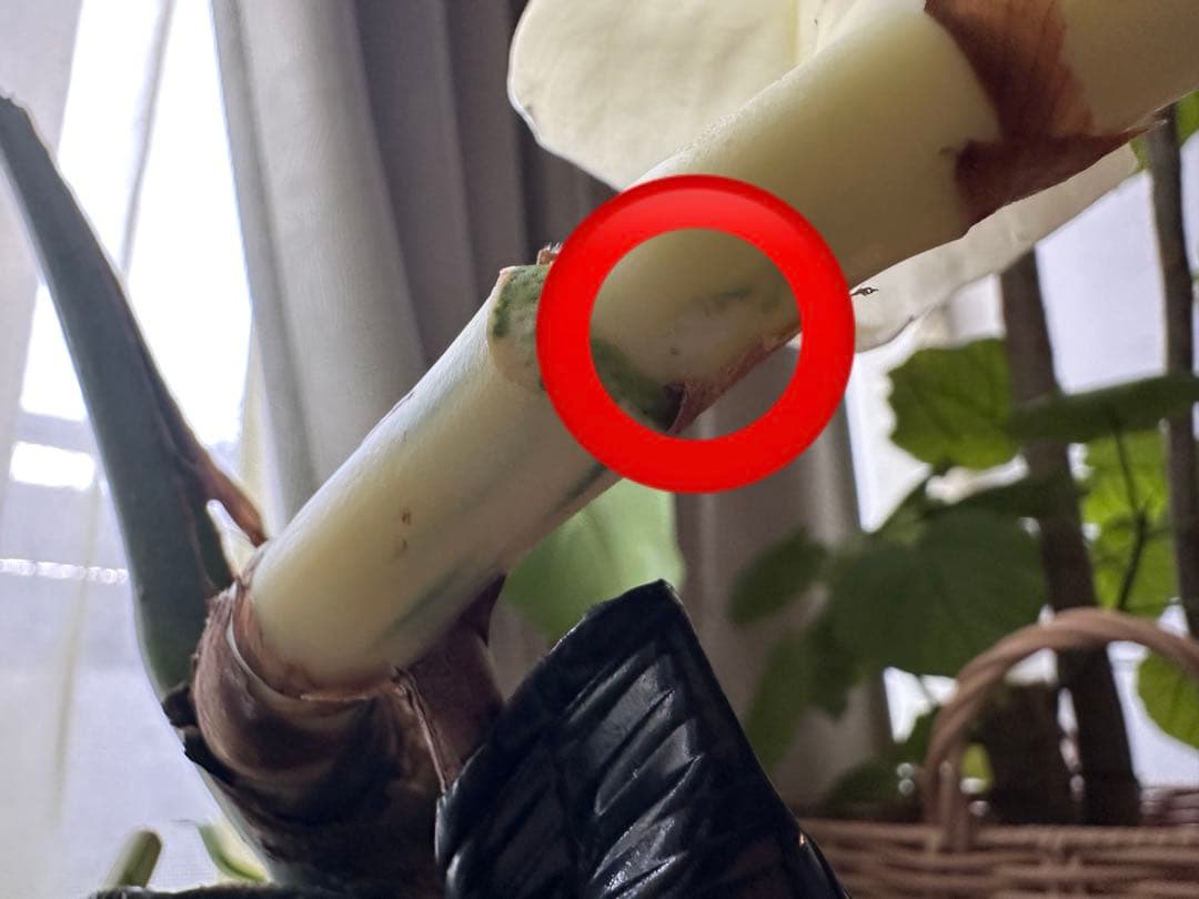 斑入りモンステラ　発根済み　トップカット