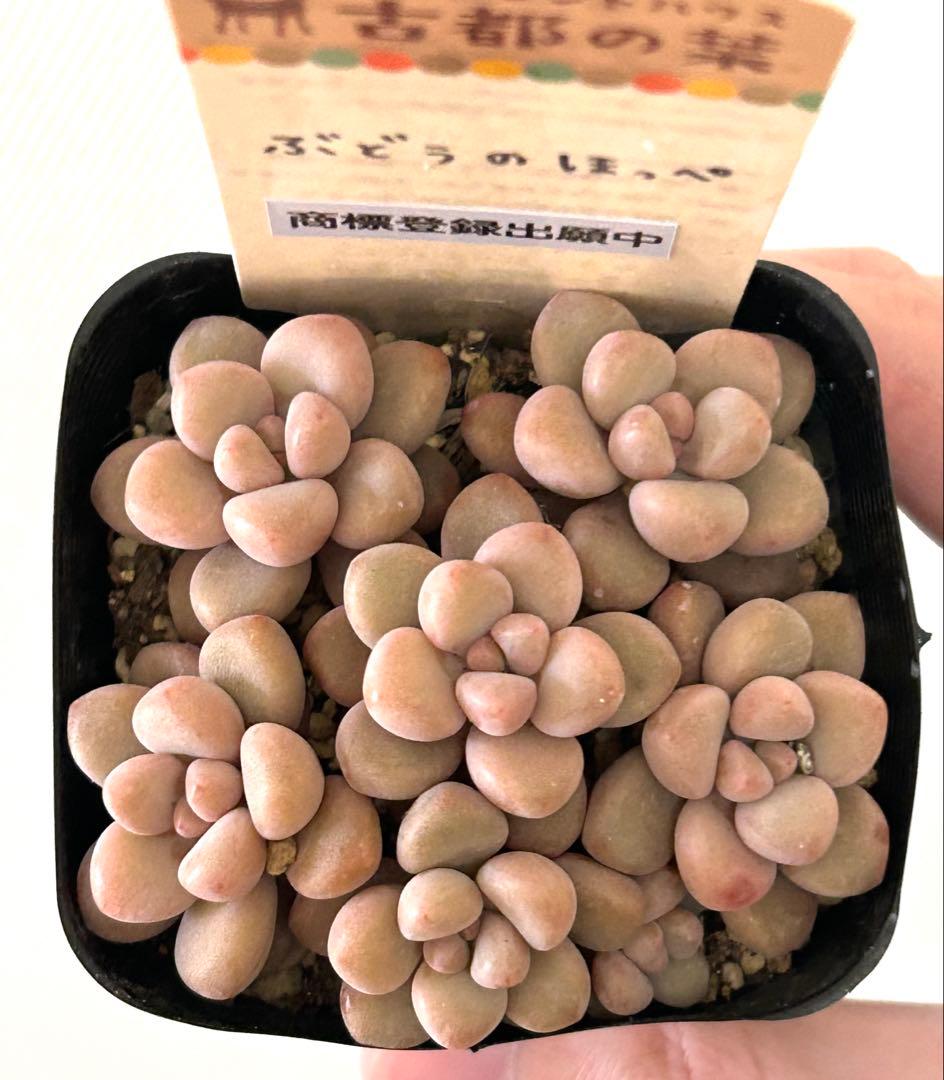 古都の葉さん ぶどうのほっぺ メルカリ便 札付き・抜き苗　専用です