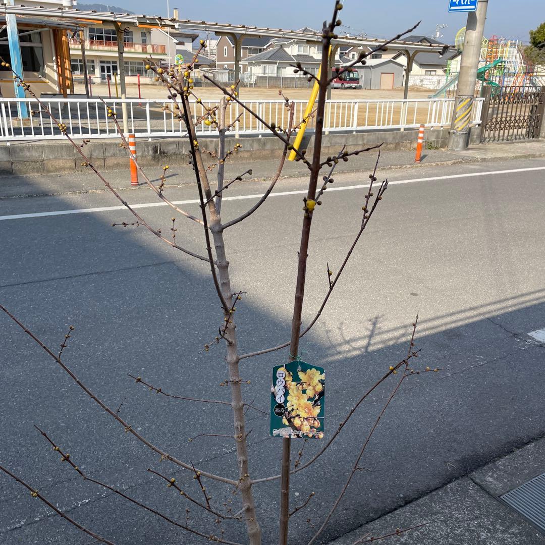 週末特価！ラスト1鉢！蝋梅　ロウバイ　福寿　苗　苗木　宿根草　8号鉢　蕾付き