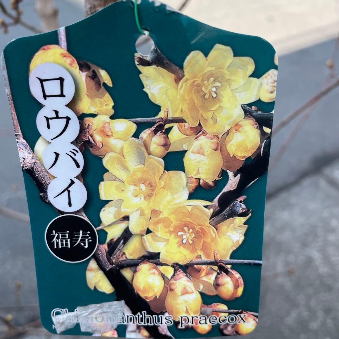 週末特価！ラスト1鉢！蝋梅　ロウバイ　福寿　苗　苗木　宿根草　8号鉢　蕾付き