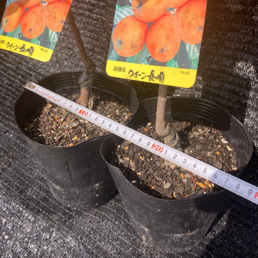 ①*ஐ2苗！！実が大きく糖度も高い*:ஐ接木・びわ・苗木【クイーン長崎】苗・5号