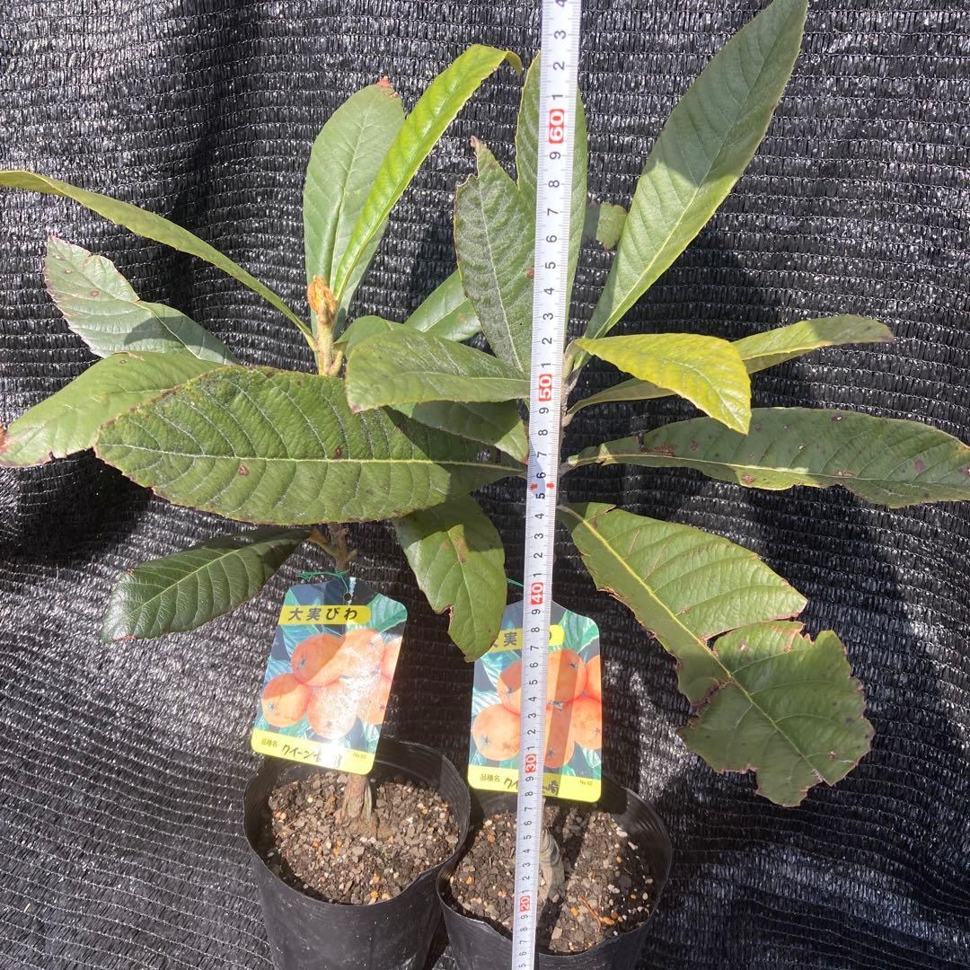 ①*ஐ2苗！！実が大きく糖度も高い*:ஐ接木・びわ・苗木【クイーン長崎】苗・5号