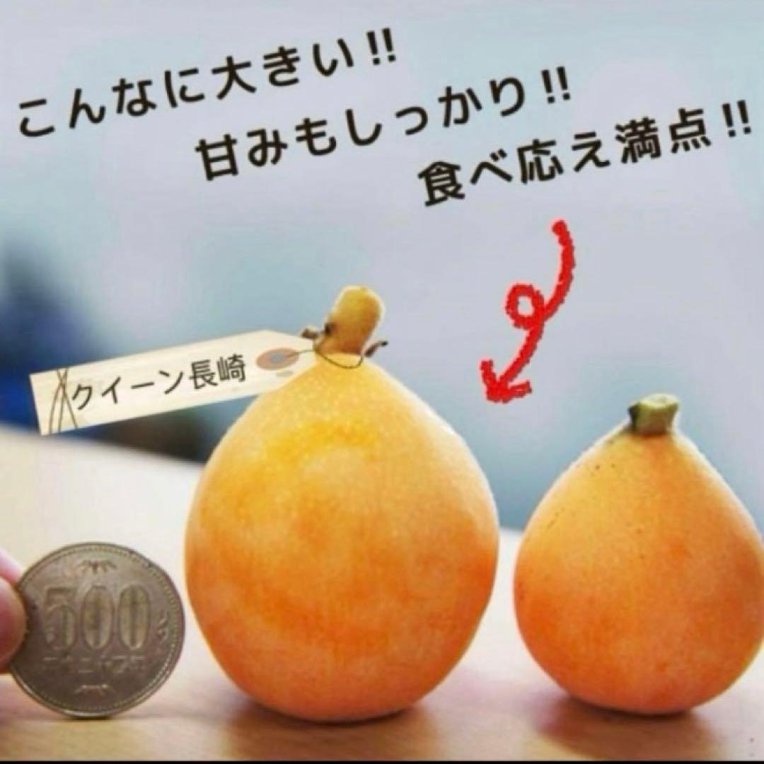 ①*ஐ2苗！！実が大きく糖度も高い*:ஐ接木・びわ・苗木【クイーン長崎】苗・5号