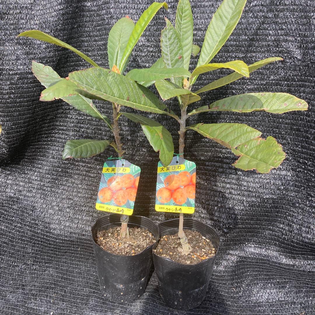 ①*ஐ2苗！！実が大きく糖度も高い*:ஐ接木・びわ・苗木【クイーン長崎】苗・5号