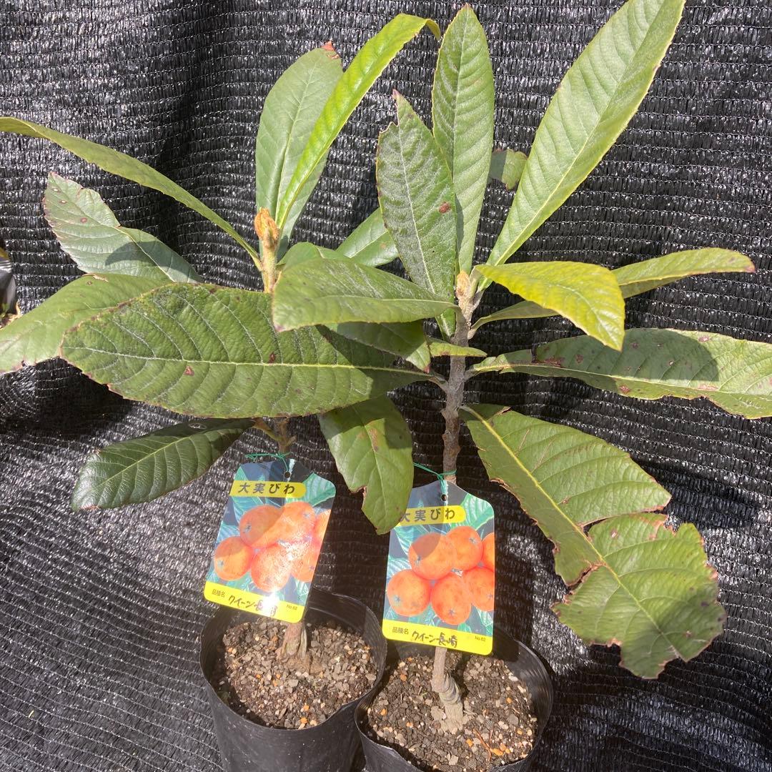 ①*ஐ2苗！！実が大きく糖度も高い*:ஐ接木・びわ・苗木【クイーン長崎】苗・5号