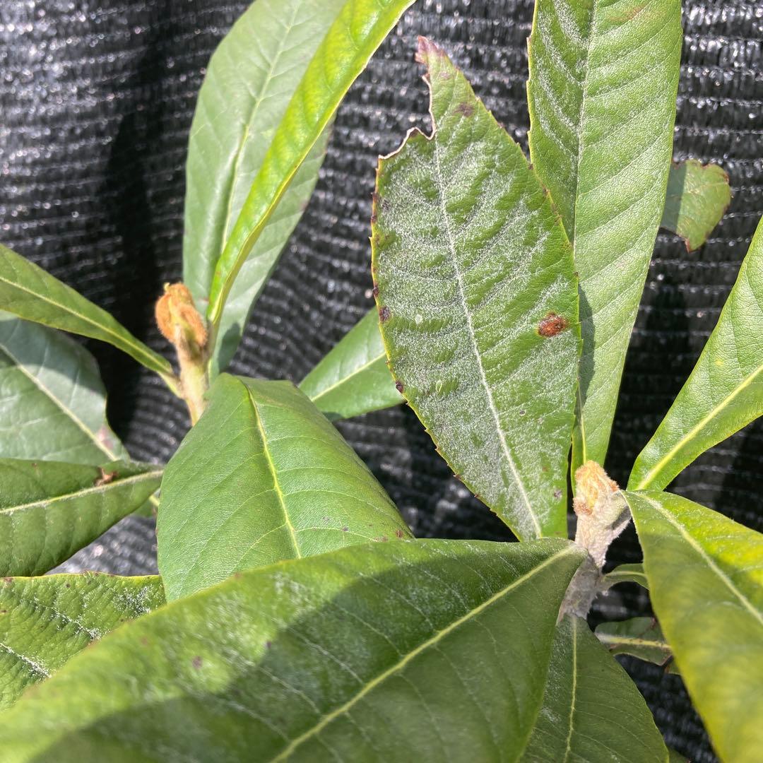 ①*ஐ2苗！！実が大きく糖度も高い*:ஐ接木・びわ・苗木【クイーン長崎】苗・5号