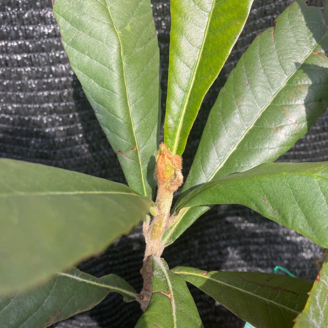 ①*ஐ2苗！！実が大きく糖度も高い*:ஐ接木・びわ・苗木【クイーン長崎】苗・5号