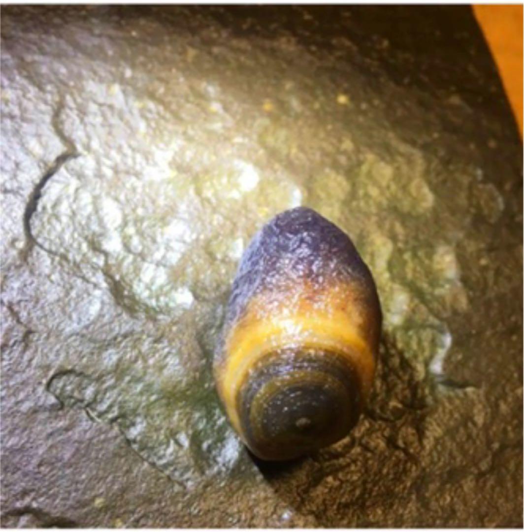 スミレ筋脈眼共生 瑪瑙❗️稀少❗️モンゴルゴビアラシャン瑪瑙 原石 眼石無傷