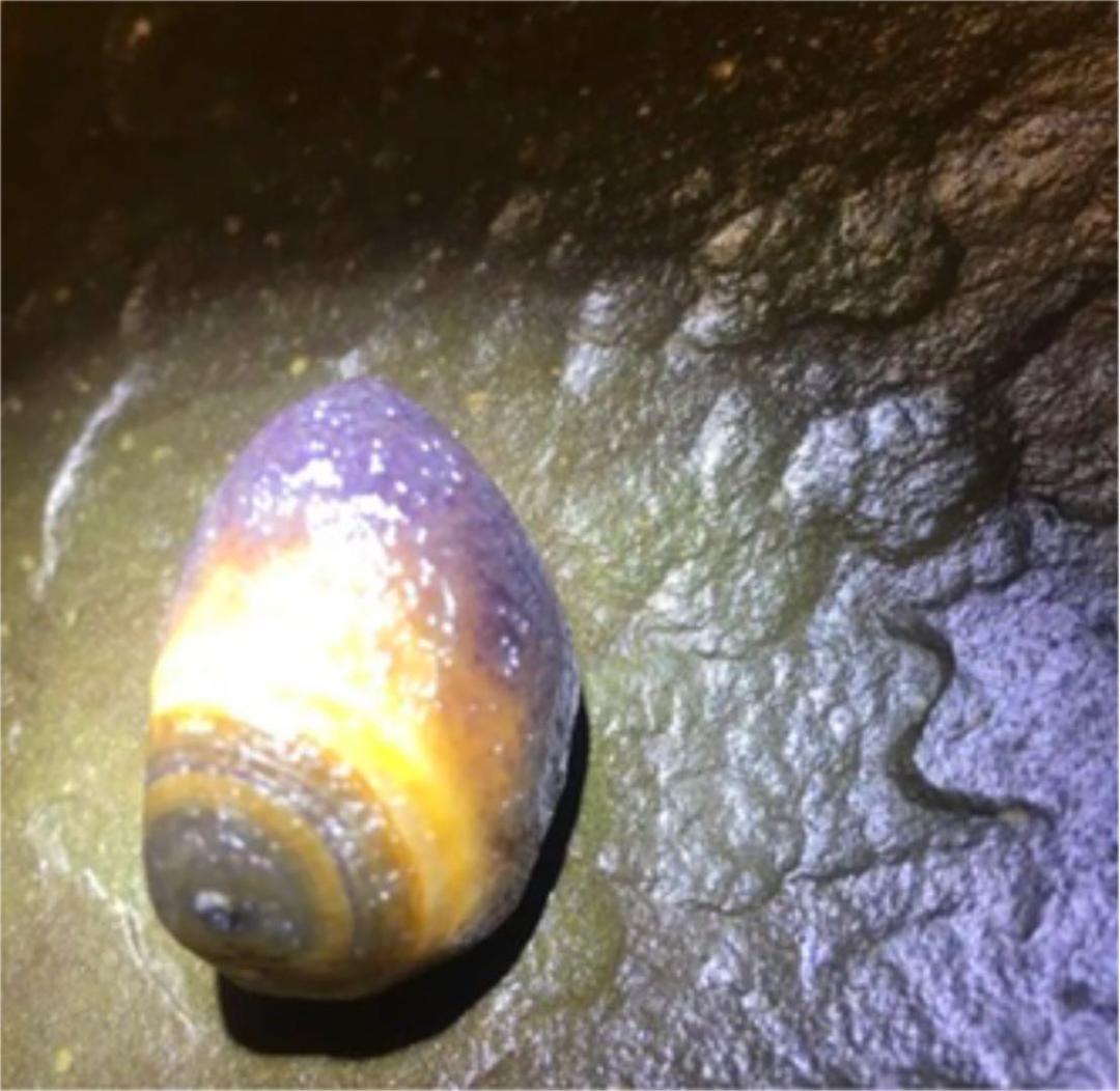 スミレ筋脈眼共生 瑪瑙❗️稀少❗️モンゴルゴビアラシャン瑪瑙 原石 眼石無傷