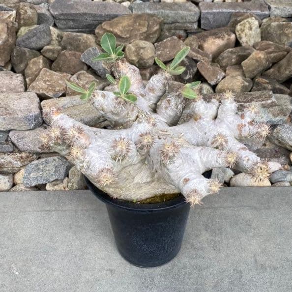 パキポディウム エブレネウム 発根済