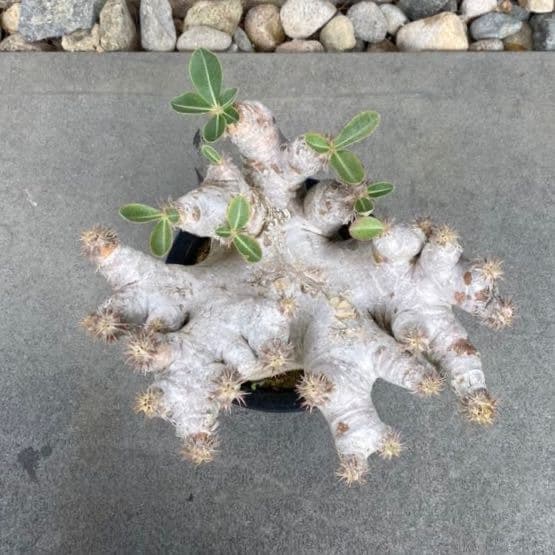 パキポディウム エブレネウム 発根済