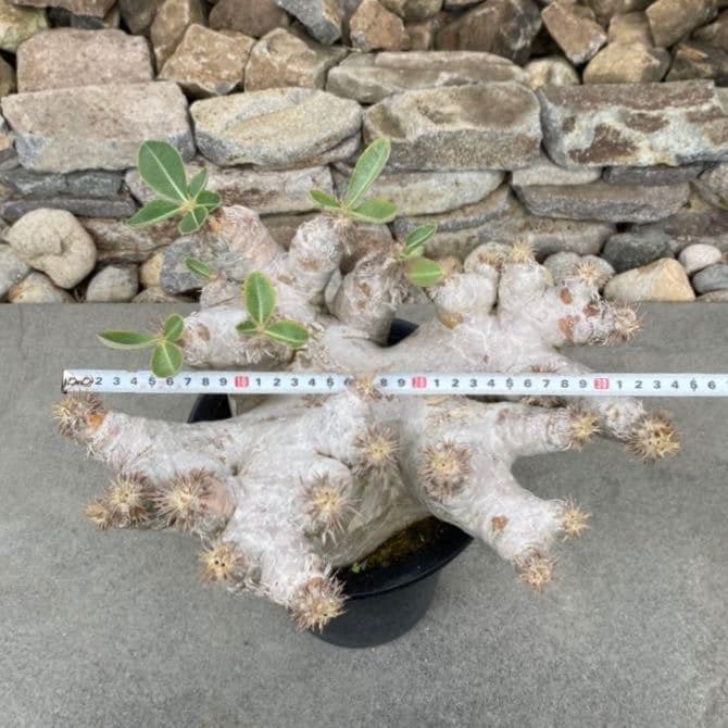 パキポディウム エブレネウム 発根済