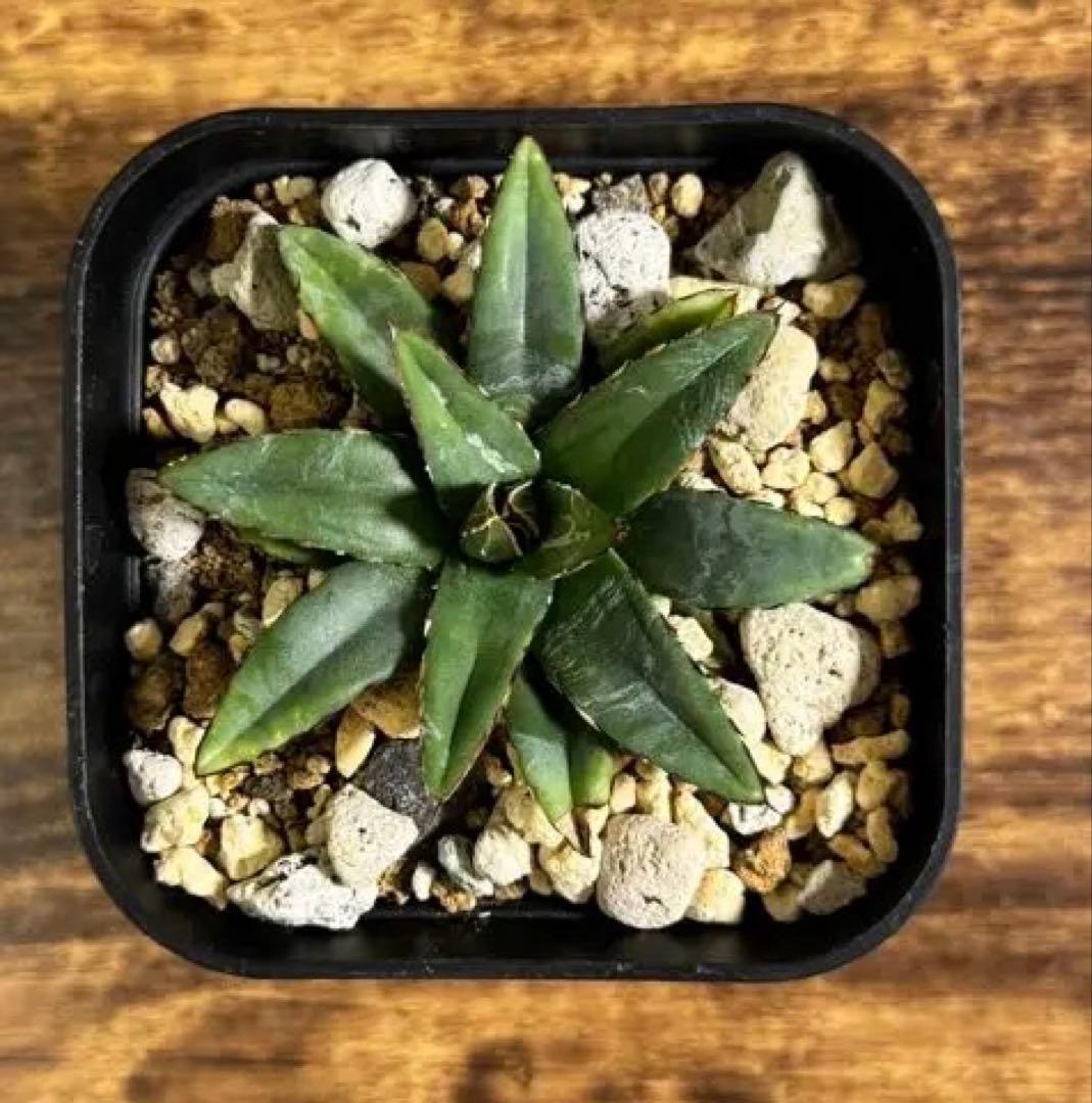 ビクトリアレジーナエ（笹の雪）