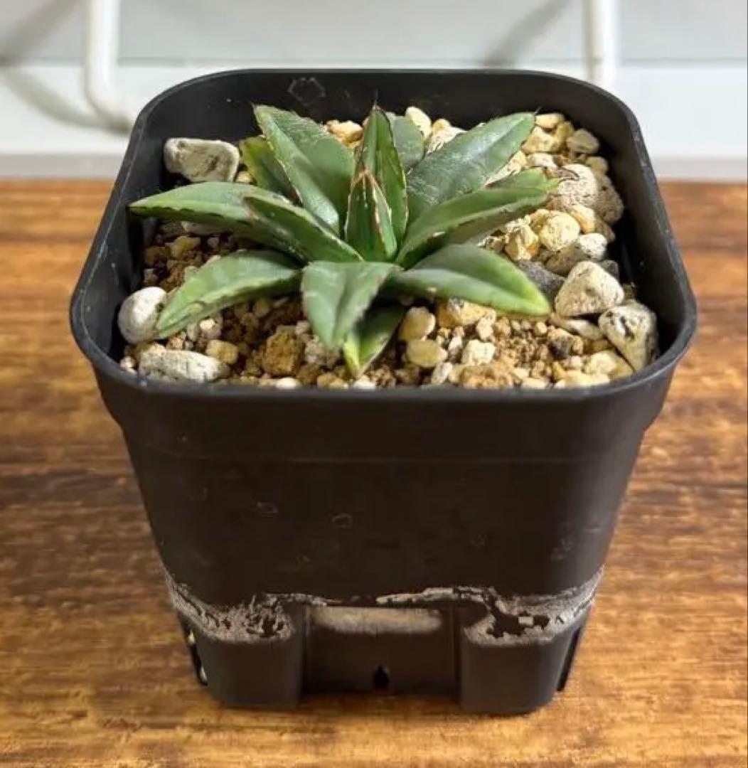 ビクトリアレジーナエ（笹の雪）