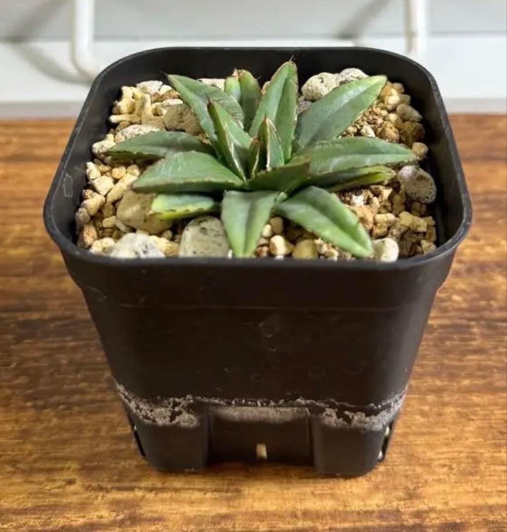 ビクトリアレジーナエ（笹の雪）