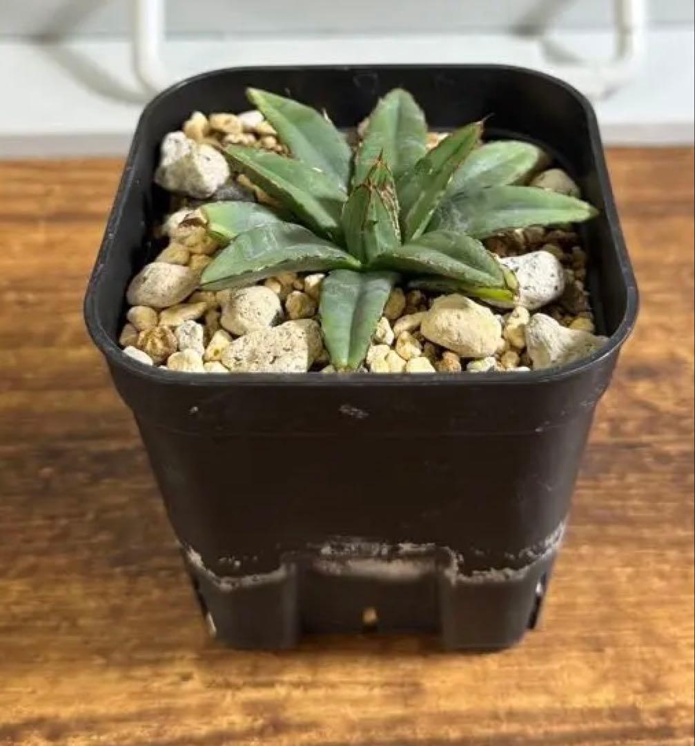 ビクトリアレジーナエ（笹の雪）