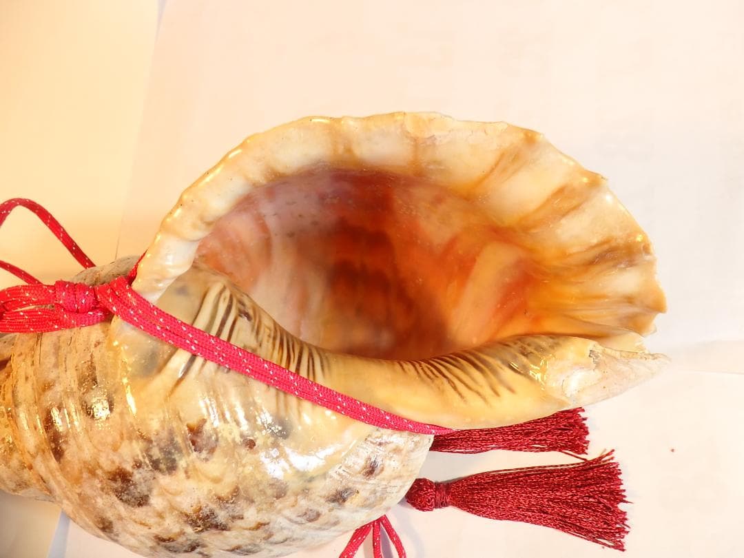 法螺貝 約40㎝ 　木製歌口,赤紐付　 MH-441