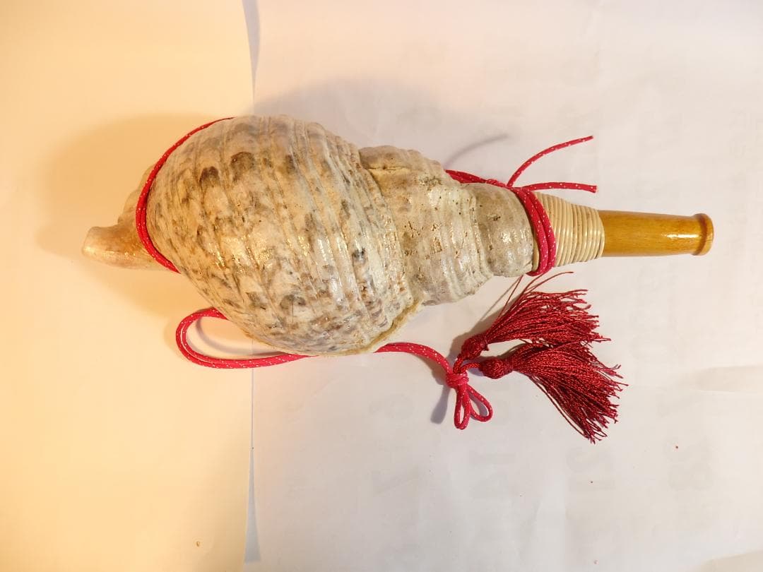 法螺貝 約40㎝ 　木製歌口,赤紐付　 MH-441