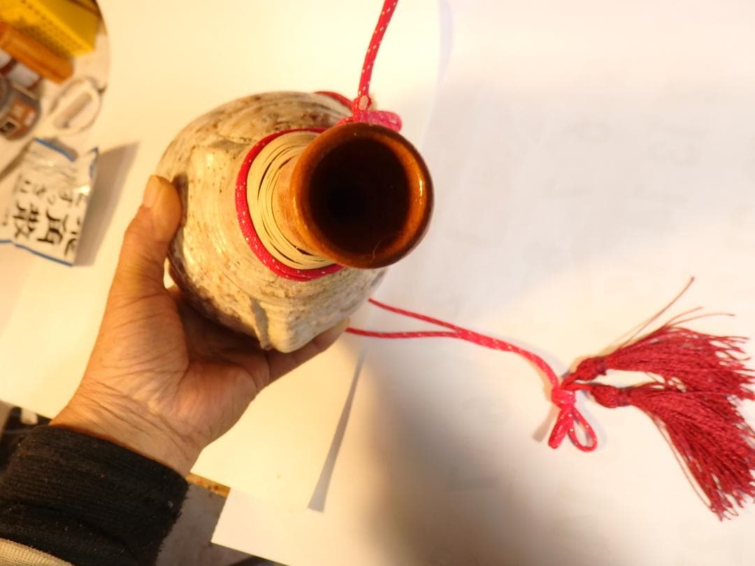 法螺貝 約40㎝ 　木製歌口,赤紐付　 MH-441