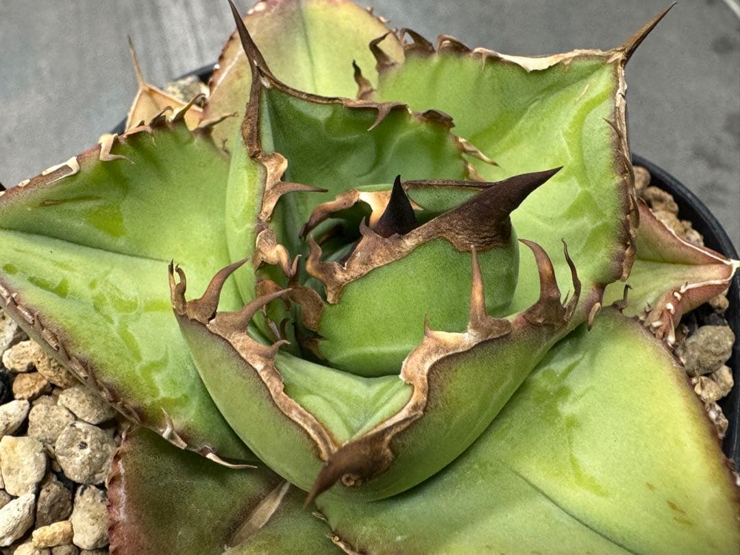 アガベ Muffinオテロイ実生ヤバ株の子株①