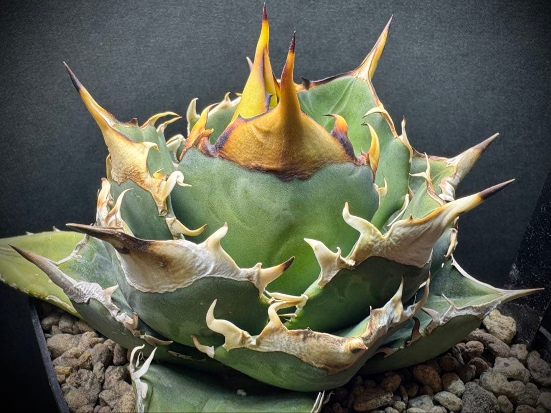 アガベ Muffinオテロイ実生ヤバ株の子株①