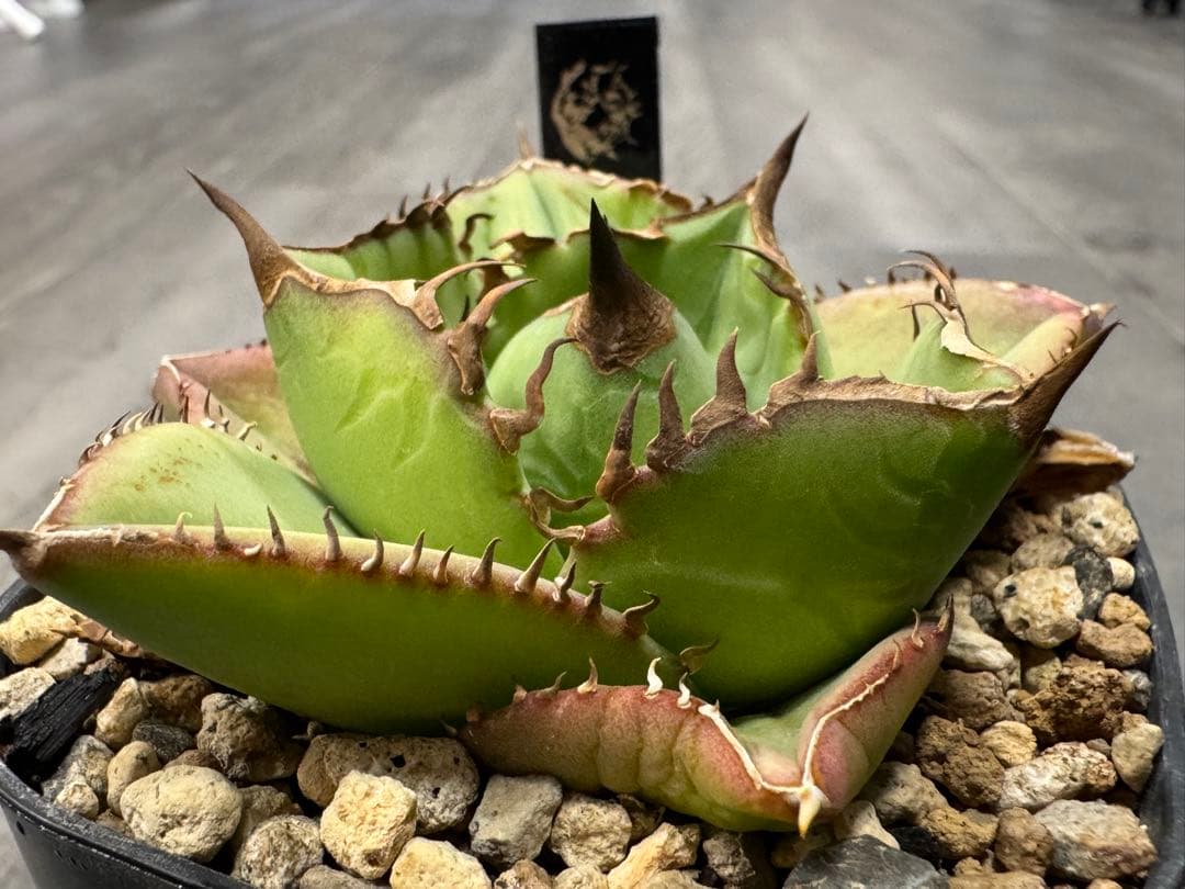 アガベ Muffinオテロイ実生ヤバ株の子株①