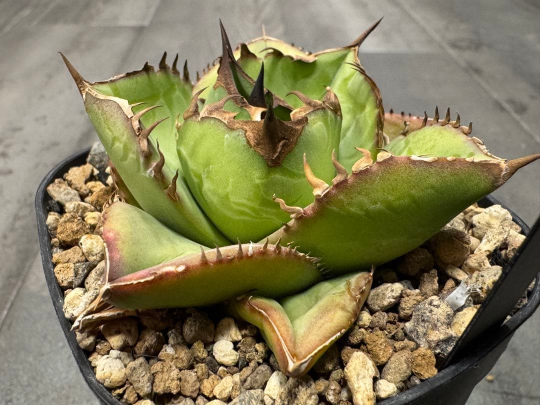アガベ Muffinオテロイ実生ヤバ株の子株①