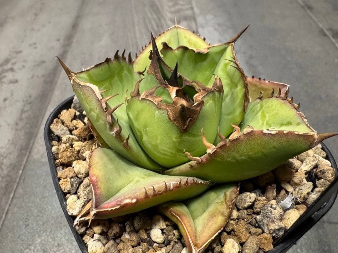アガベ Muffinオテロイ実生ヤバ株の子株①