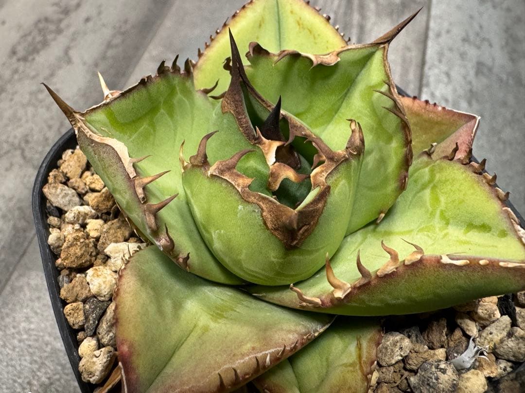 アガベ Muffinオテロイ実生ヤバ株の子株①
