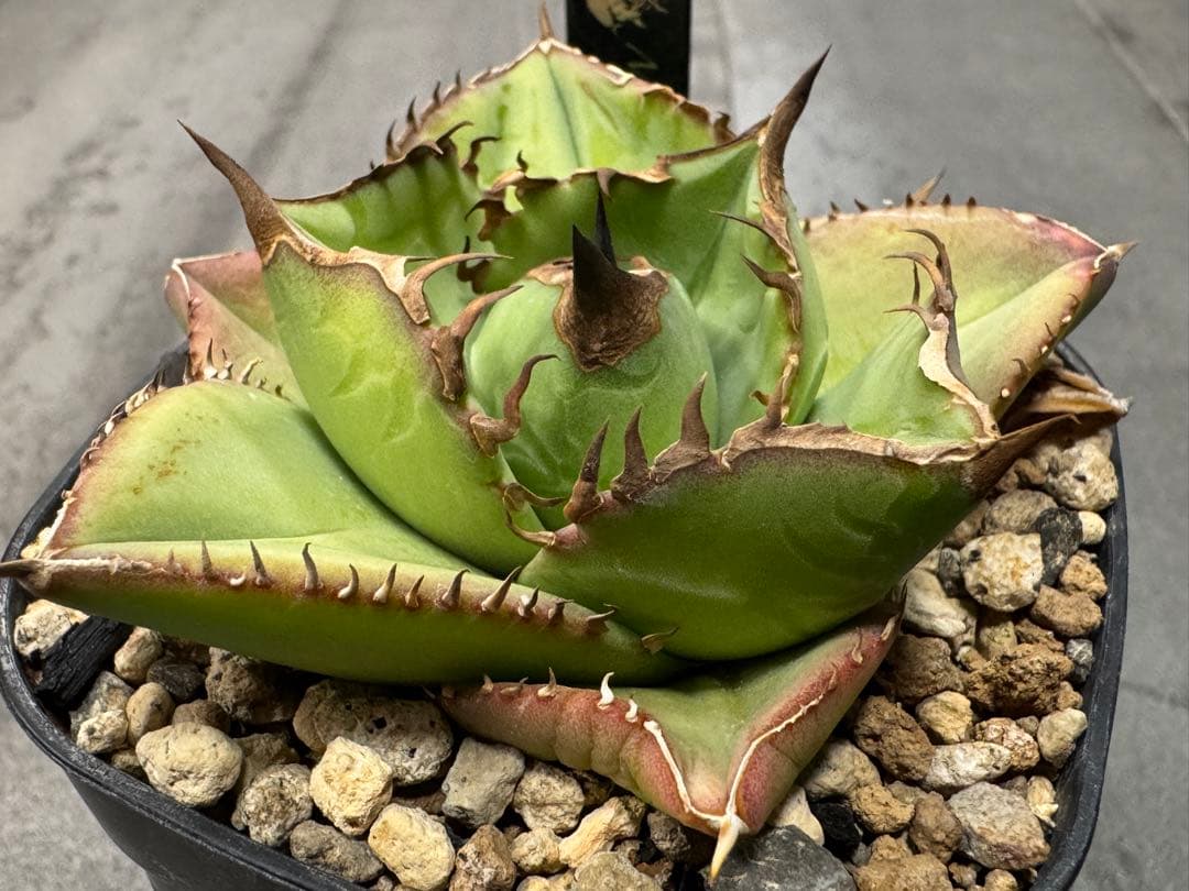 アガベ Muffinオテロイ実生ヤバ株の子株①