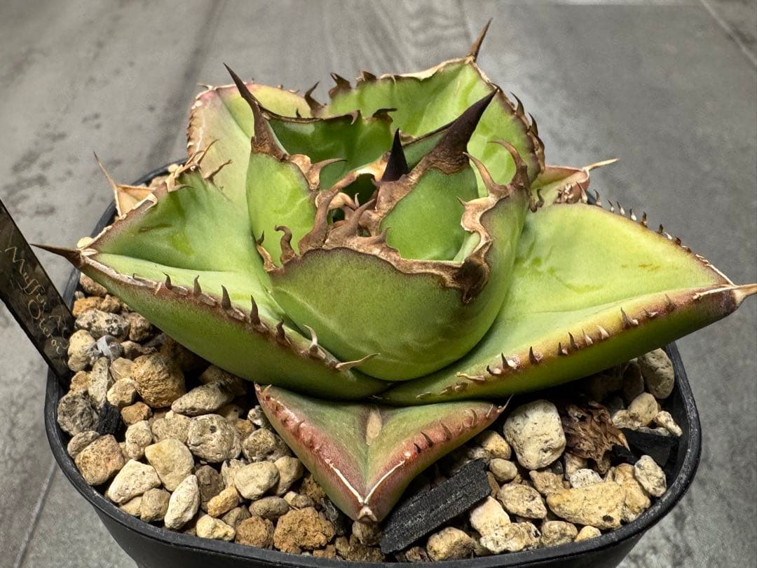 アガベ Muffinオテロイ実生ヤバ株の子株①