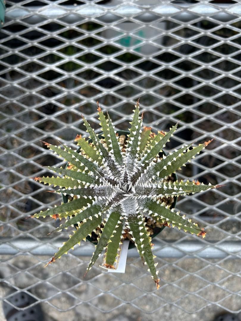 DBディッキア Arizona x BS hybrid small #103 ⑶