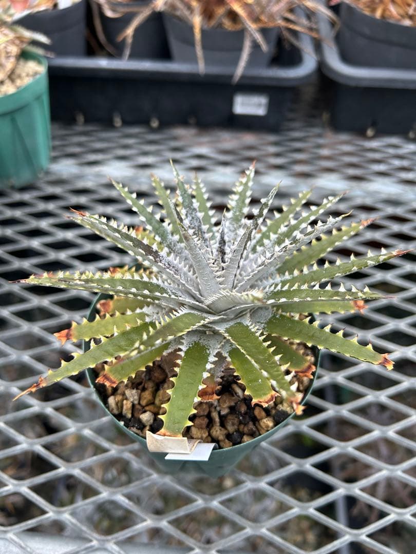 DBディッキア Arizona x BS hybrid small #103 ⑶